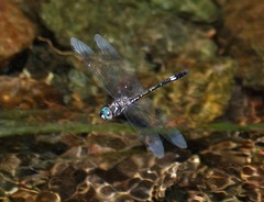 Brechmorhoga pertinax