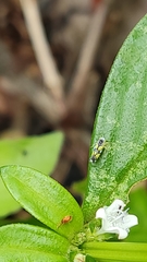 Hemiptera