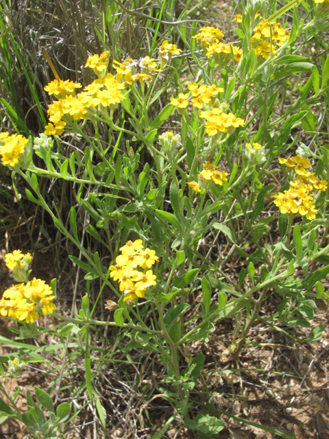 Psilostrophe villosa