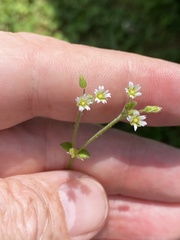 Cerastium parvum