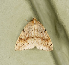 Thallophaga hyperborea