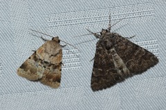 Properigea continens