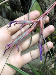 Tillandsia butzii