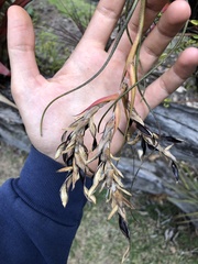 Tillandsia butzii