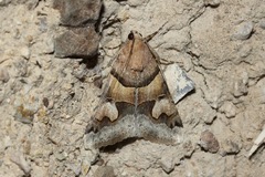 Drasteria pallescens