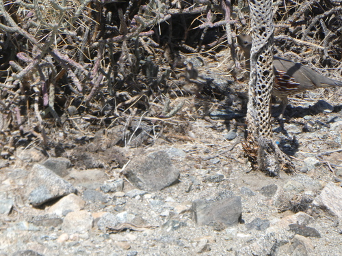 iNaturalist observation photo of Gambel's Quail