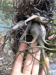 Tillandsia butzii