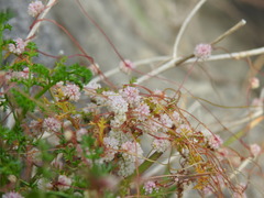 Cuscuta planiflora