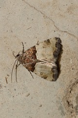 Cobubatha dividua