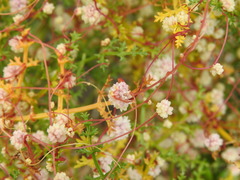 Cuscuta planiflora