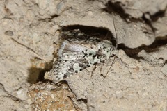 Lacinipolia strigicollis