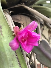 Disocactus macdougallii