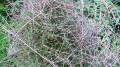 Coprosma virescens