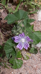 Malva cretica