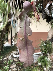 Disocactus macdougallii