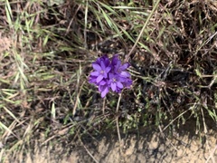 Dichelostemma congestum