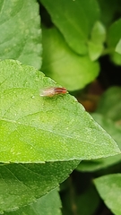 Diptera
