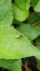 Diptera
