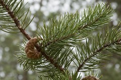 Pinus banksiana image