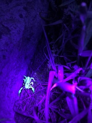 Anuroctonus phaiodactylus