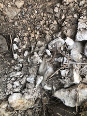 Serradigitus wupatkiensis