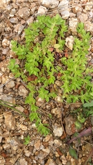 Paronychia echinulata