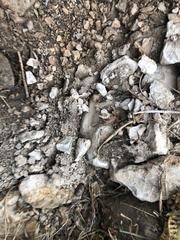 Serradigitus wupatkiensis