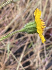 Layia septentrionalis