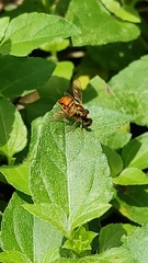Diptera