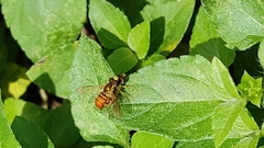 Diptera