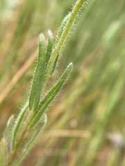 Layia septentrionalis