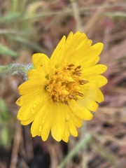 Layia septentrionalis