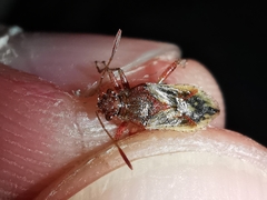 Rhopalus parumpunctatus