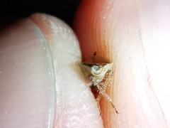 Rhopalus parumpunctatus