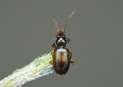 Tachys scutellaris