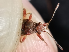 Rhopalus parumpunctatus