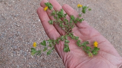 Lotus parviflorus