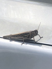 Schistocerca americana