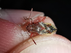 Rhopalus parumpunctatus