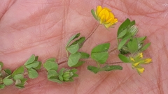 Lotus parviflorus