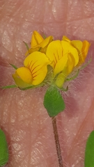 Lotus parviflorus