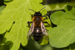 Andrena nigroaenea