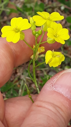 Crested wartycabbage (Bunias erucago)