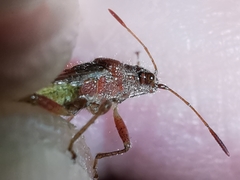 Rhopalus parumpunctatus