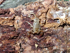 Euscorpius garganicus
