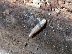 Papillifera papillaris