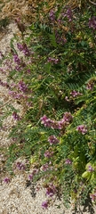Astragalus palmeri
