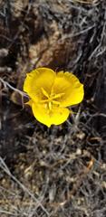 Calochortus weedii
