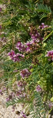 Astragalus palmeri