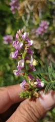 Astragalus palmeri
